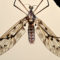 The Rare Primitive Crane Fly and the Inelegancies to Find It